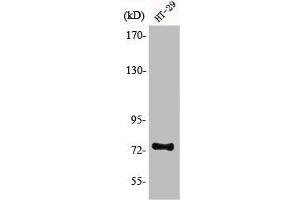 Western Blot analysis of HT29 cells using ACSS1 Polyclonal Antibody (ACSS1 antibody  (C-Term))