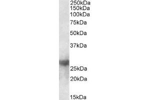 ABIN5539733 (0. (Galectin 3 antibody  (Internal Region))