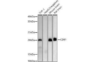 Western blot analysis of extracts of various cell lines, using CD81 antibody (ABIN6134776, ABIN6138231, ABIN6138232 and ABIN6220897) at 1:500 dilution. (CD81 antibody  (AA 1-100))