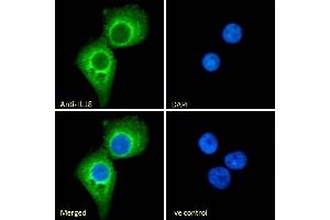 (ABIN570987) Immunofluorescence analysis of paraformaldehyde fixed A431 cells, permeabilized with 0. (IL-18 antibody  (Internal Region))