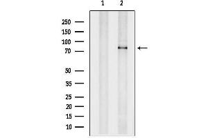Western blot analysis of lysates from MCF7, using NCSTN Antibody.