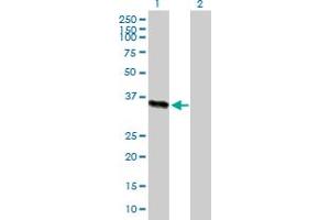 Western Blot analysis of ICAM2 expression in transfected 293T cell line by ICAM2 MaxPab polyclonal antibody. (ICAM2 antibody  (AA 1-275))