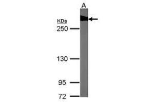 Image no. 1 for anti-Filamin B, beta (FLNB) (AA 30-239) antibody (ABIN467430) (FLNB antibody  (AA 30-239))