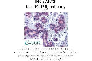 Image no. 1 for anti-V-Akt Murine Thymoma Viral Oncogene Homolog 3 (Protein Kinase B, Gamma) (AKT3) (AA 119-136) antibody (ABIN1731657) (AKT3 antibody  (AA 119-136))
