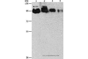 Western blot analysis of Hela, PC3, 231 and 293T cell, using EPS15L1 Polyclonal Antibody at dilution of 1:350 (EPS15L1 antibody)