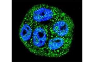 Confocal immunofluorescent analysis of MUC20 antibody with WiDr cells followed by Alexa Fluor 488-conjugated goat anti-rabbit lgG (green). (MUC20 antibody  (AA 61-90))