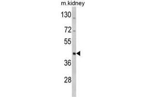 Western blot analysis of WSB2 Antibody (C-term) in mouse kidney tissue lysates (35ug/lane).