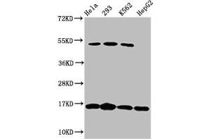 Western Blot Positive WB detected in: Hela whole cell lysate, 293 whole cell lysate, K562 whole cell lysate, HepG2 whole cell lysate All lanes: H2AFX antibody at 1. (H2AFX antibody)