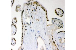 Anti- MGMT Picoband antibody, IHC(P) IHC(P): Human Placenta Tissue (MGMT antibody  (AA 2-207))