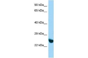 Host:  Rabbit  Target Name:  Unkl  Sample Type:  Mouse Stomach lysates  Antibody Dilution:  1.