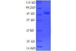 SDS-PAGE (SDS) image for OTU Domain, Ubiquitin Aldehyde Binding 1 (OTUB1) (AA 2-201), (partial) protein (GST tag) (ABIN7479615) (OTUB1 Protein (AA 2-201, partial) (GST tag))
