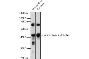 Western blot analysis of extracts of various cell lines, using Inhibin beta A (INHBA) antibody (ABIN6129032, ABIN6142459, ABIN6142460 and ABIN6221533) at 1:1000 dilution. (INHBA antibody  (AA 21-426))