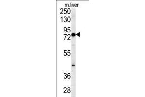 Western blot analysis in mouse liver tissue lysates (15ug/lane). (MCCC1 antibody  (AA 397-425))