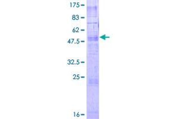 GPR58 Protein (AA 1-306) (GST tag)