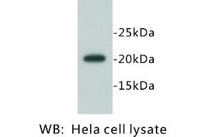 Image no. 2 for anti-Geminin, DNA Replication Inhibitor (GMNN) antibody (ABIN1112893) (Geminin antibody)