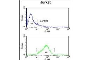 CASD1 Antibody (N-term) (ABIN652803 and ABIN2842526) flow cytometry analysis of Jurkat cells (bottom histogram) compared to a negative control cell (top histogram).