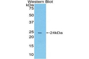 Western Blotting (WB) image for anti-Peptidylprolyl Isomerase D (PPID) (AA 9-189) antibody (ABIN3206485)