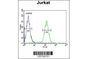 AXIN2 antibody flow cytometric analysis of Jurkat cells (right histogram) compared to a negative control (left histogram). (AXIN2 antibody  (AA 816-843))