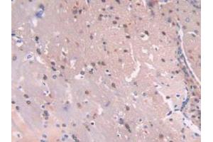 IHC-P analysis of Mouse Brain Tissue, with DAB staining. (C6orf150 antibody  (AA 211-395))