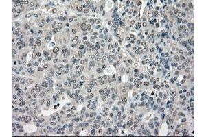 Image no. 7 for anti-P450 (Cytochrome) Oxidoreductase (POR) antibody (ABIN1497744) (POR antibody)