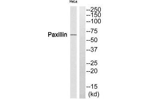 Western Blotting (WB) image for anti-Paxillin (PXN) (Ser272) antibody (ABIN1848280) (Paxillin antibody  (Ser272))