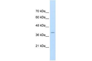 FKBP6 antibody used at 1.