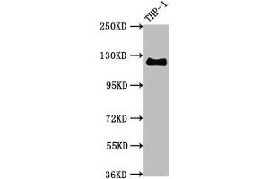 Western Blot Positive WB detected in THP-1 whole cell lysate All lanes CD31 antibody at 0. (Recombinant CD31 antibody)
