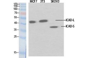 Western Blot (WB) analysis of specific cells using ICAD Polyclonal Antibody. (DFFA antibody  (Internal Region))