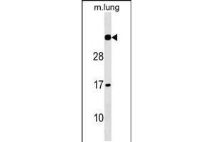 Western blot analysis in mouse lung tissue lysates (35ug/lane). (NAT15 antibody  (AA 133-160))