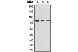 Western blot analysis of Myeloperoxidase 84k expression in HEK293T (A), Raw264. (Myeloperoxidase 84k (Center) antibody)
