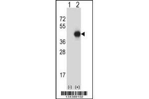 Western blot analysis of GNAI2 using rabbit polyclonal GNAI2 Antibody using 293 cell lysates (2 ug/lane) either nontransfected (Lane 1) or transiently transfected (Lane 2) with the GNAI2 gene. (GNAI2 antibody  (N-Term))