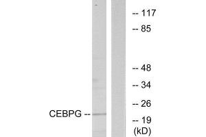 Western Blotting (WB) image for anti-CCAAT/enhancer Binding Protein (C/EBP), gamma (CEBPG) (Internal Region) antibody (ABIN1849453) (CEBPG antibody  (Internal Region))