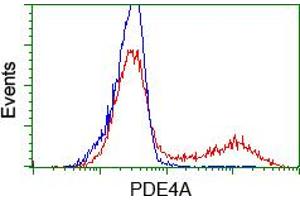 Image no. 2 for anti-phosphodiesterase 4A, CAMP-Specific (PDE4A) antibody (ABIN1500087)