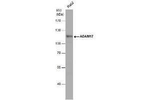 WB Image Whole cell extract (30 μg) was separated by 7. (ADAM17 antibody  (C-Term))