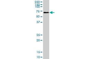 SESN1 MaxPab polyclonal antibody. (SESN1 antibody  (AA 1-551))