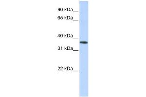 WB Suggested Anti-OR13C5 Antibody Titration: 0. (OR13C5 antibody  (Middle Region))