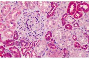Human Kidney: Formalin-Fixed, Paraffin-Embedded (FFPE) (GRTP1 antibody  (N-Term))
