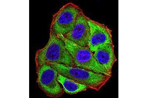 Immunocytochemistry (ICC) image for anti-Proopiomelanocortin (POMC) (AA 1-150) antibody (ABIN5542293)