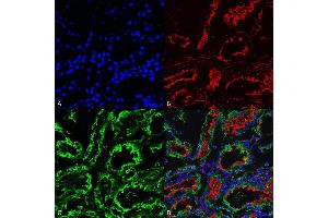 Immunohistochemistry analysis using Mouse Anti-KDEL Monoclonal Antibody, Clone 2C1 (ABIN5650528). (KDEL antibody  (N-Term) (HRP))