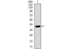 Western blot analysis using DLL4 mAb against human DLL4 (AA: 313-439) recombinant protein.