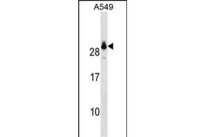 GSTT2 Antibody (Center) (ABIN1881394 and ABIN2850522) western blot analysis in A549 cell line lysates (35 μg/lane). (GSTT2 antibody  (AA 113-141))