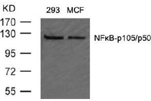 Image no. 2 for anti-Nuclear Factor of kappa Light Polypeptide Gene Enhancer in B-Cells 1 (NFKB1) (AA 905-909) antibody (ABIN197126) (NFKB1 antibody  (AA 905-909))