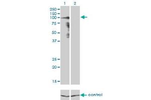 Western blot analysis of PCDHGA8 over-expressed 293 cell line, cotransfected with PCDHGA8 Validated Chimera RNAi (Lane 2) or non-transfected control (Lane 1). (PCDHGA8 antibody  (AA 357-444))