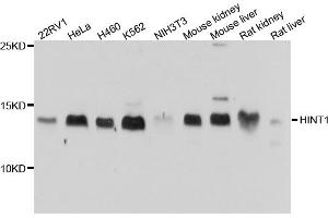 Western blot analysis of extracts of various cell lines, using HINT1 antibody (ABIN4903899) at 1:1000 dilution. (HINT1 antibody)
