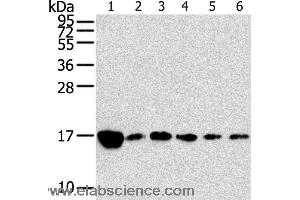 Western blot analysis of Raji, K562, A549, hepg2, PC3 and hela cell, using RPLP2 Polyclonal Antibody at dilution of 1:800 (RPLP2 antibody)