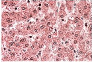 AP22390PU-N ALDH5A1 antibody staining of paraffin embedded Human Liver at 5 µg/ml. (ALDH5A1 antibody  (Internal Region))