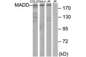 Western blot analysis of extracts from COLO/HeLa/Jurkat cells, using MADD Antibody.