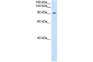 WB Suggested Anti-DDX54 Antibody Titration:  0. (DDX54 antibody  (C-Term))