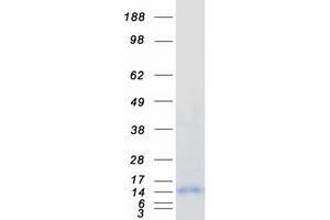 Pcp2 Protein (Myc-DYKDDDDK Tag)