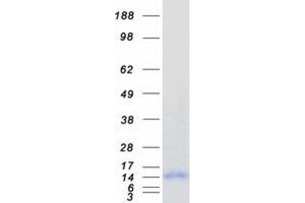 Pcp2 Protein (Myc-DYKDDDDK Tag)